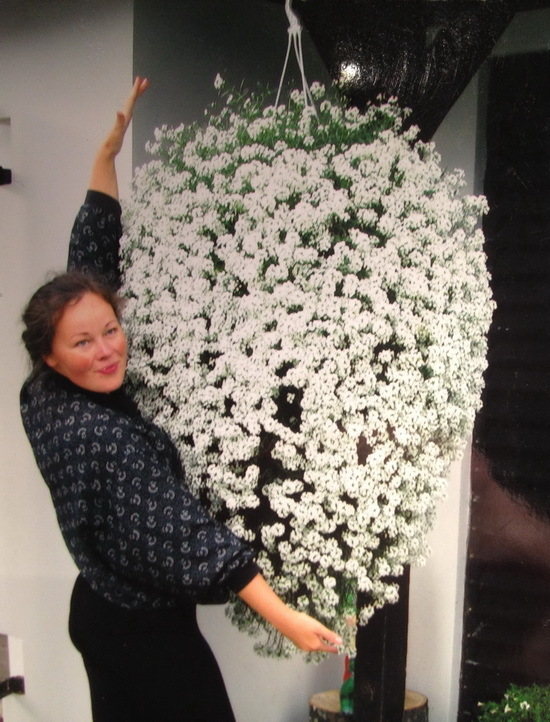 Lobularia Snow Princess