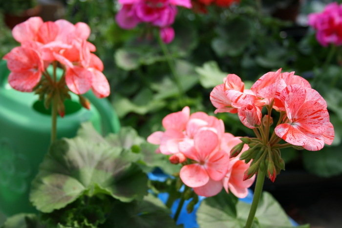 Nokarenā pelargonija