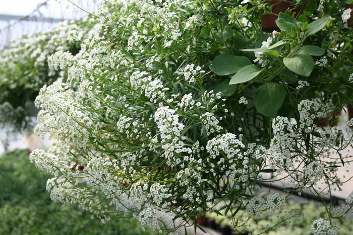 Lobularia