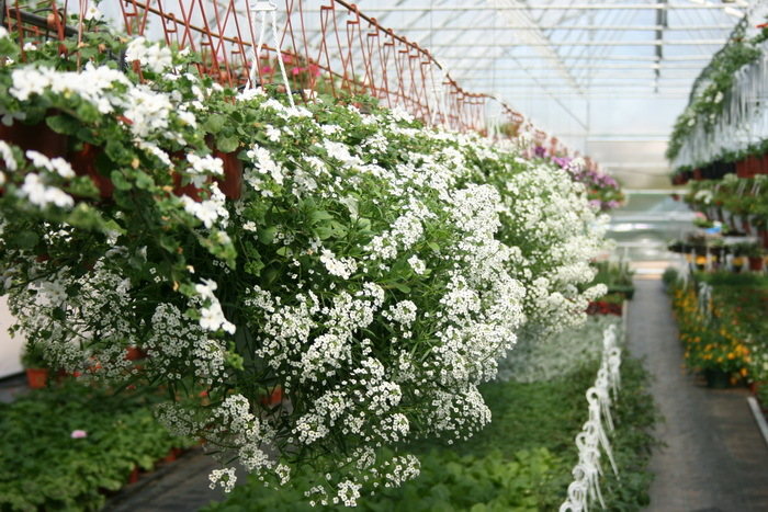 Lobularia