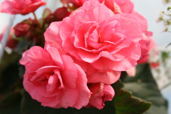 Begonia Light Pink