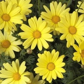 Argyranthemum Butterfly