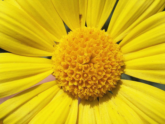 Argyranthemum Butterfly