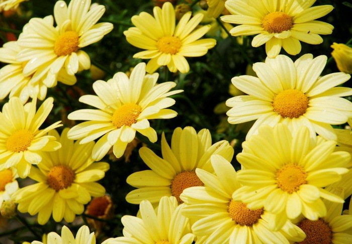 Argyranthemum Butterfly