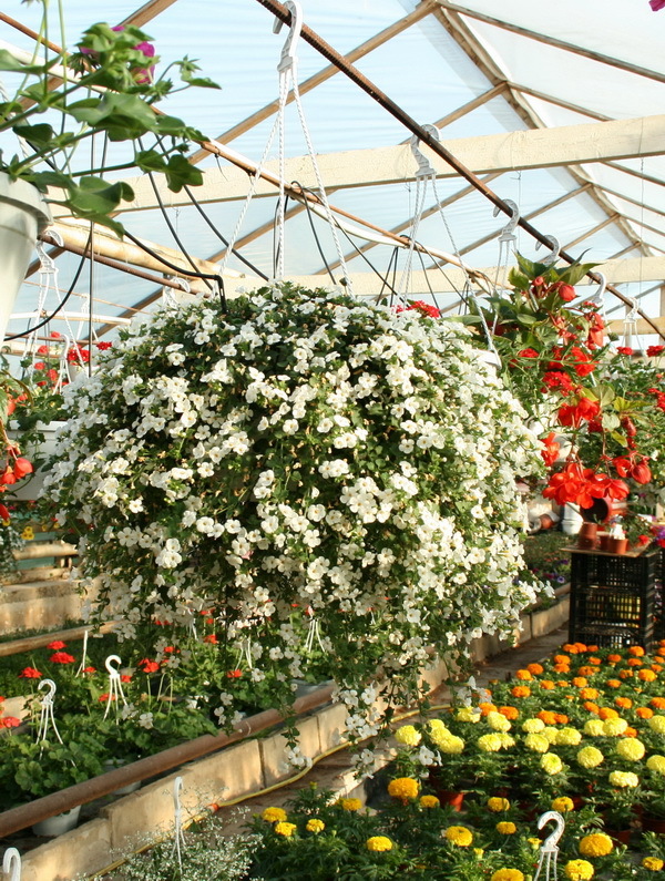 Bacopa