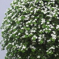 Bacopa Big White