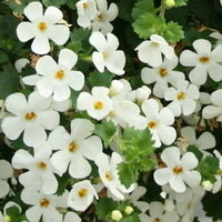 Bacopa Big White