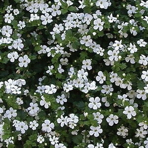 Bacopa Big White