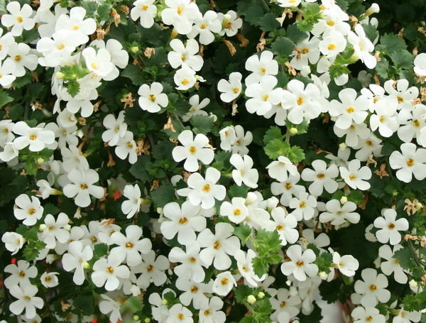 Bacopa Big White