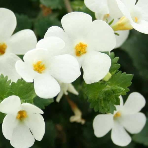 Bacopa Big White