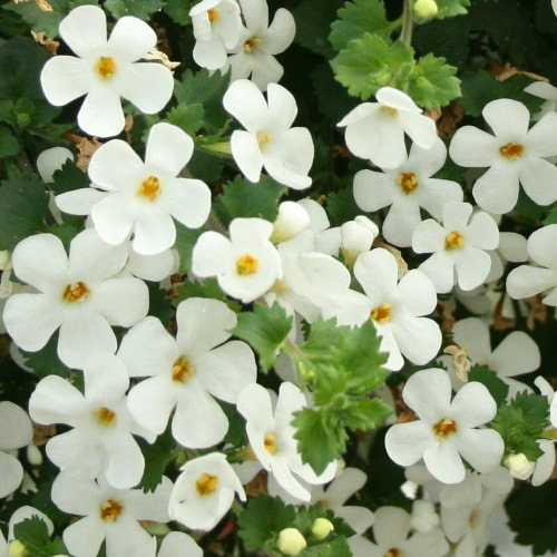 Bacopa Big White