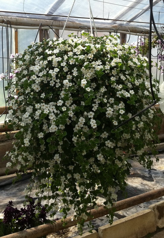 Bacopa Big White