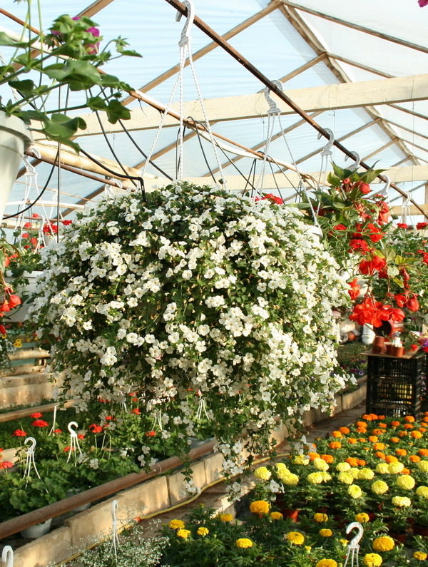 Bacopa Big White