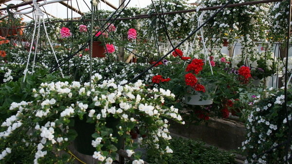 Bacopa Big White