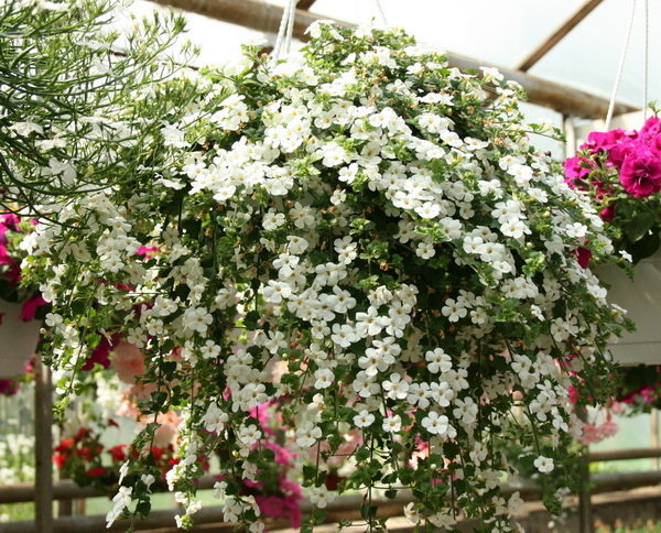 Bacopa Big White