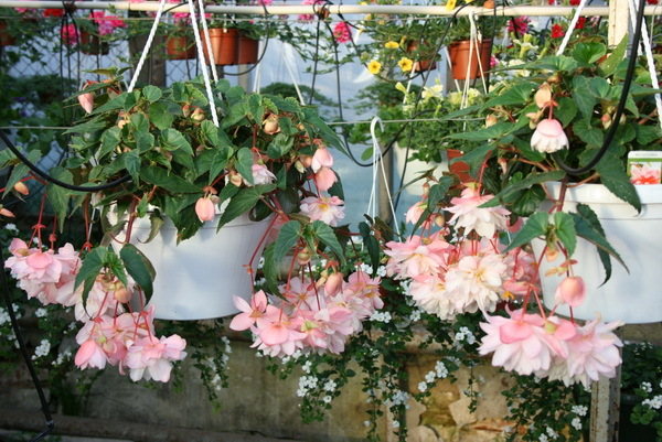 begonia belleconia apricot blush