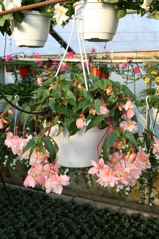 begonia belleconia apricot blush
