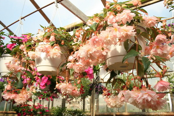 begonia belleconia apricot blush