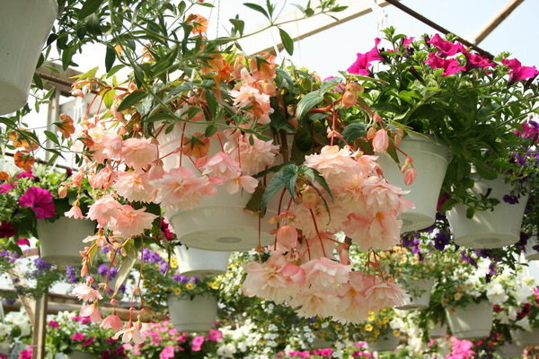 begonia belleconia apricot blush