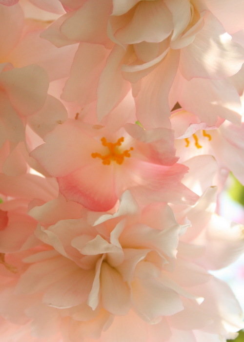 begonia belleconia apricot blush