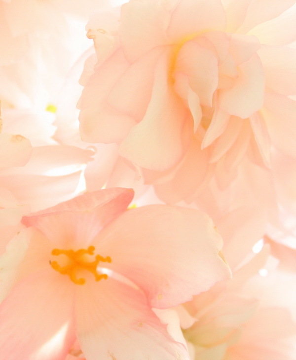 begonia belleconia apricot blush