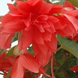 begonia belleconia salmon