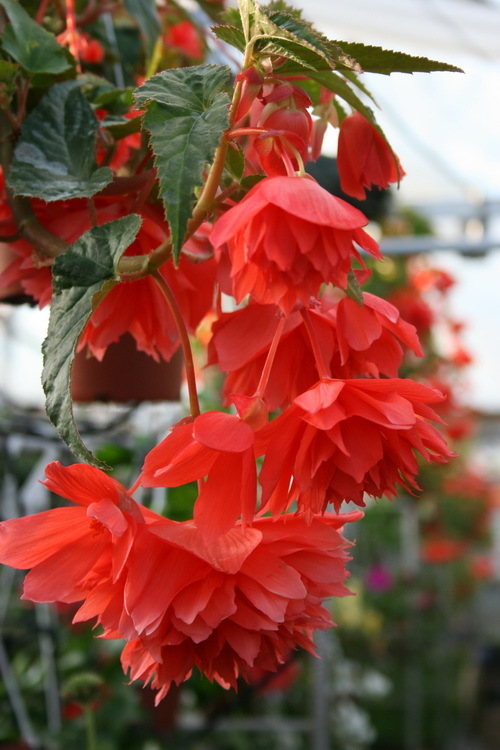 begonia belleconia salmon