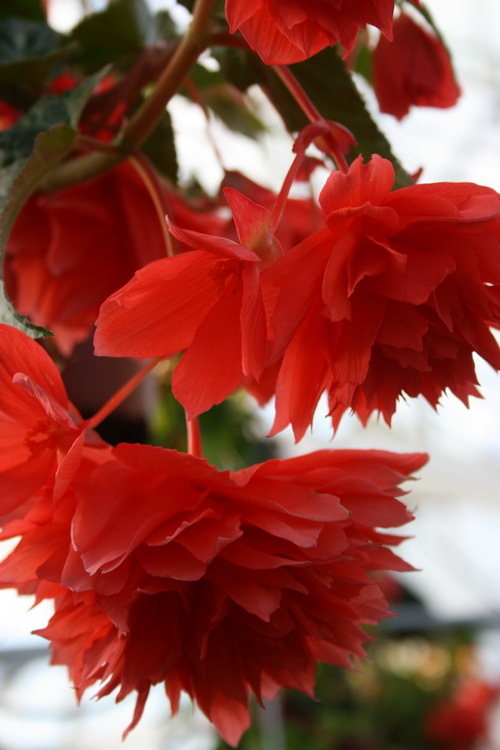 begonia belleconia salmon