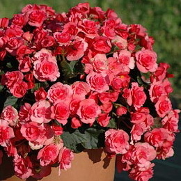 Begonia Solenia