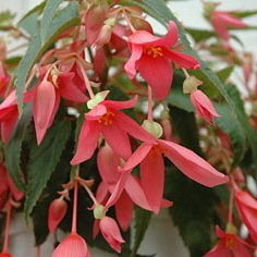 Begonia Summerwings Orange