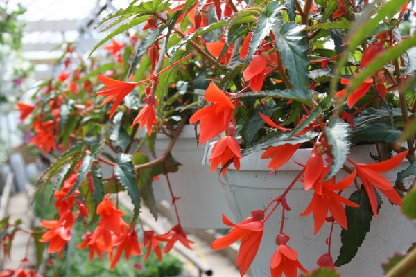 Begonia Summerwings Orange
