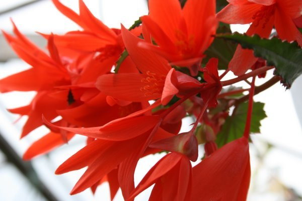Begonia Summerwings Orange