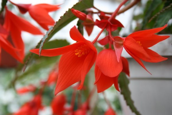 Begonia Summerwings Orange