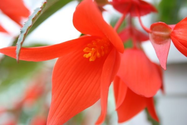 Begonia Summerwings Orange