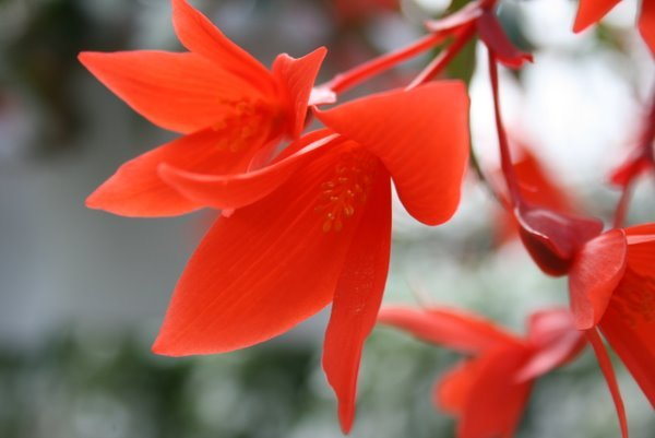 Begonia Summerwings Orange