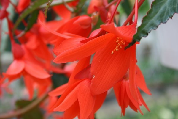 Begonia Summerwings Orange