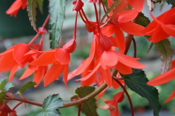 Begonia Summerwings Orange