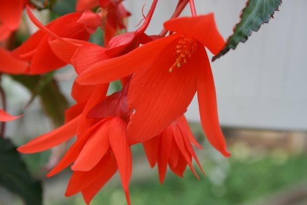 Begonia Summerwings Orange