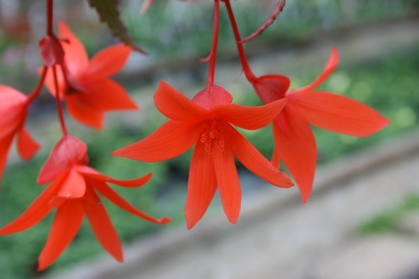 Begonia Summerwings Orange