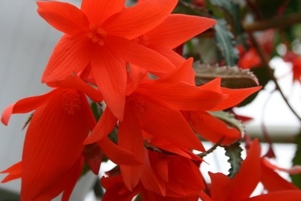 Begonia Summerwings Orange