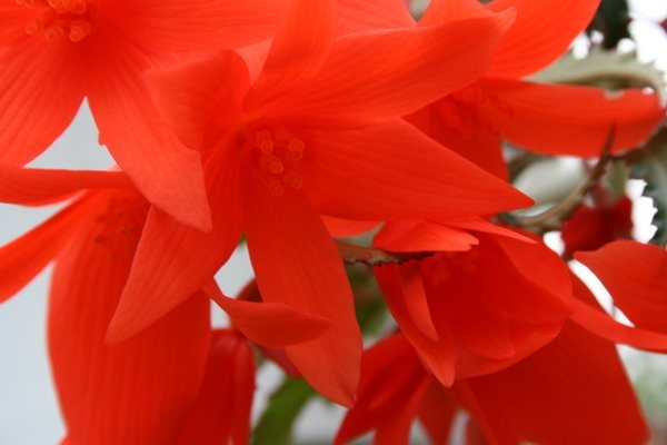 Begonia Summerwings Orange