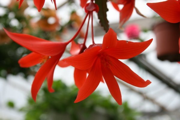 Begonia Summerwings Orange