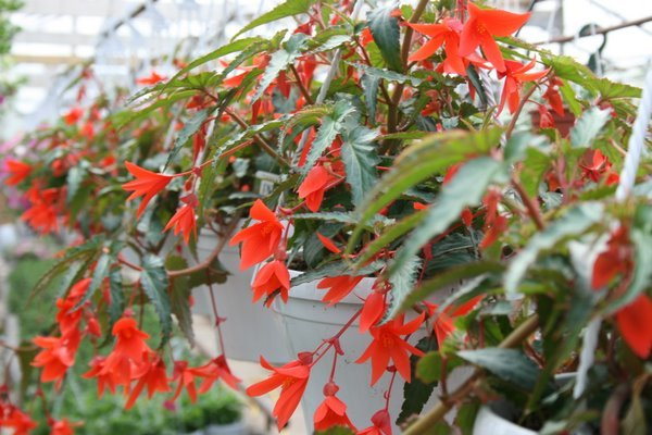Begonia Summerwings Orange