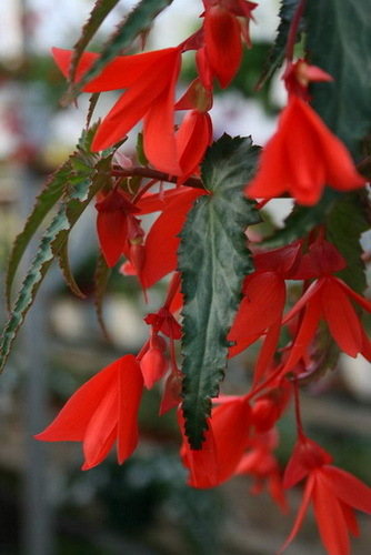 Begonia Summerwings Orange