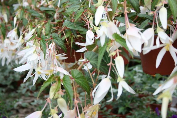 Begonia Summerwings White