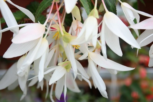 Begonia Summerwings White
