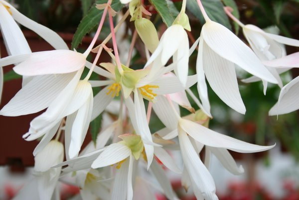 Begonia Summerwings White