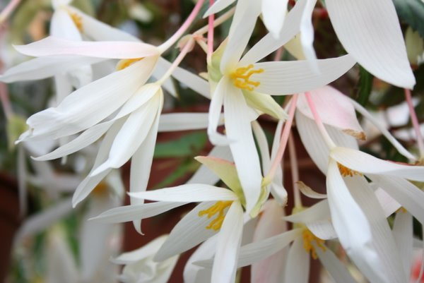 Begonia Summerwings White