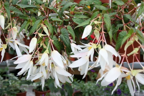 Begonia Summerwings White