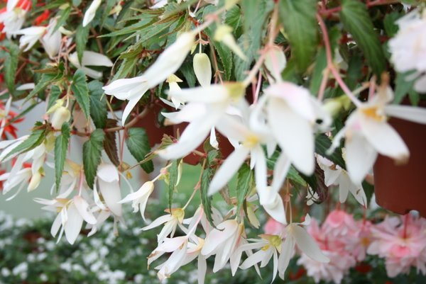 Begonia Summerwings White
